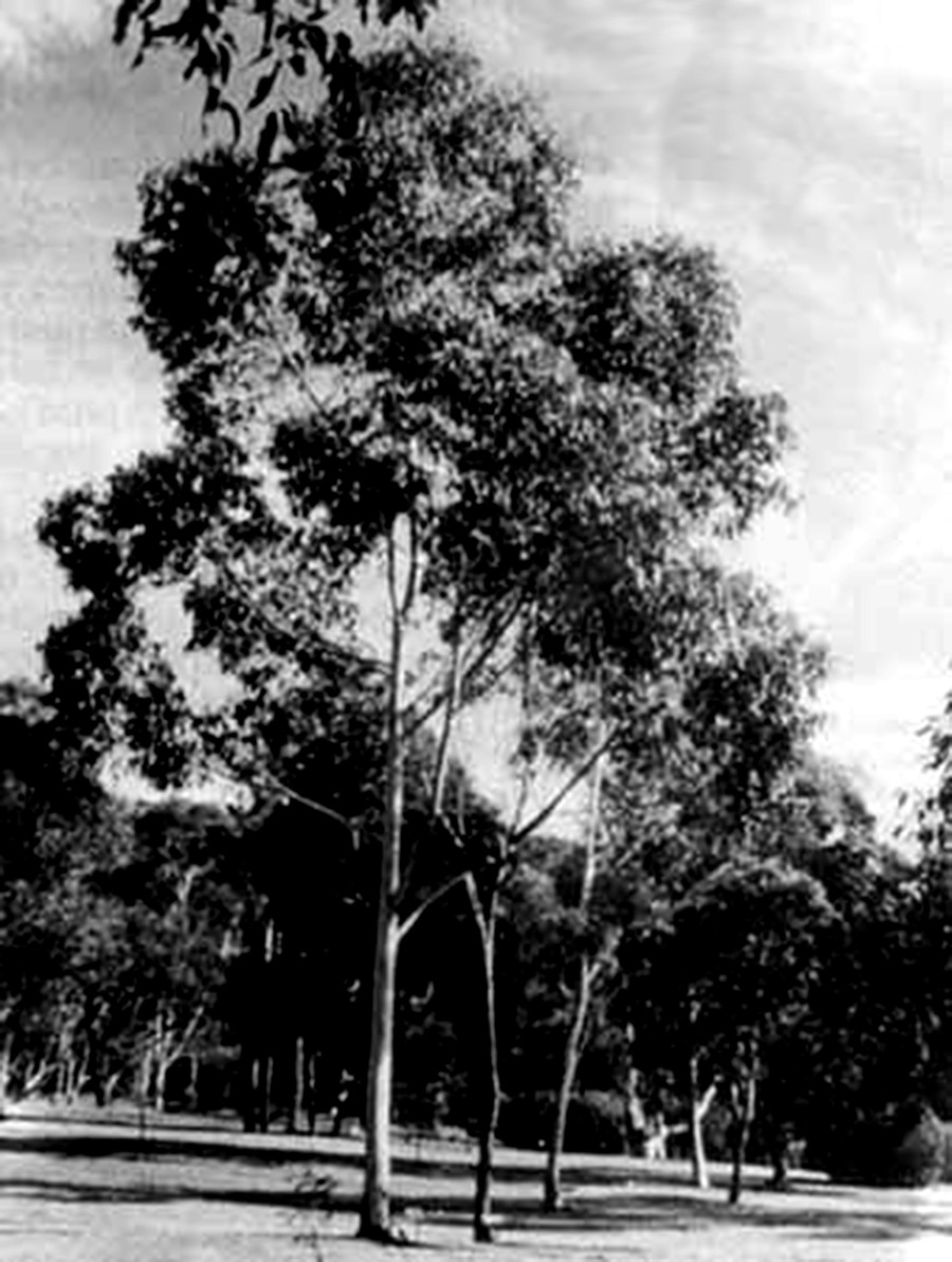 links/Eucalyptus++_++grandis++_++EUCALYPTUS++_++AUSTRALIENS++_++essence++_++pour++_++le++_++papier++_++Unasylva++_++No++_++144++_++La++_++pate++_++et++_++le++_++papier++_++dans++_++les++_++pays++_++en++_++developpement++_++1984