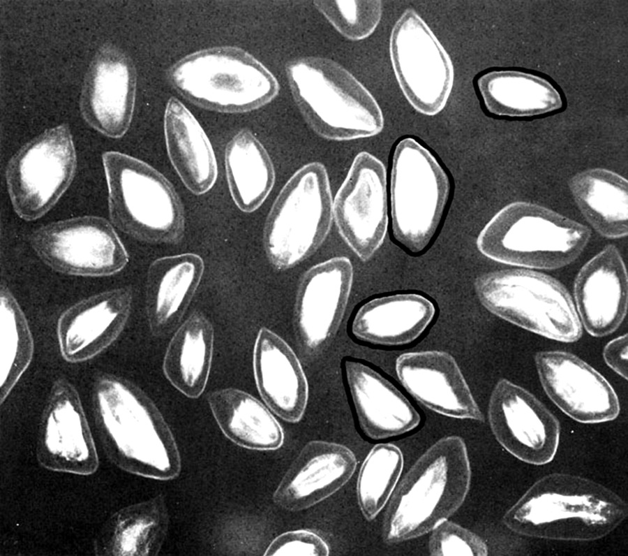 links/Radiographie++_++et++_++selection++_++de++_++semences++_++de++_++Pinus++_++caribaea++_++M++_++Simak++_++Guide++_++de++_++manipulation++_++des++_++semences++_++forestieres++_++archive++_++FAO++_++1992