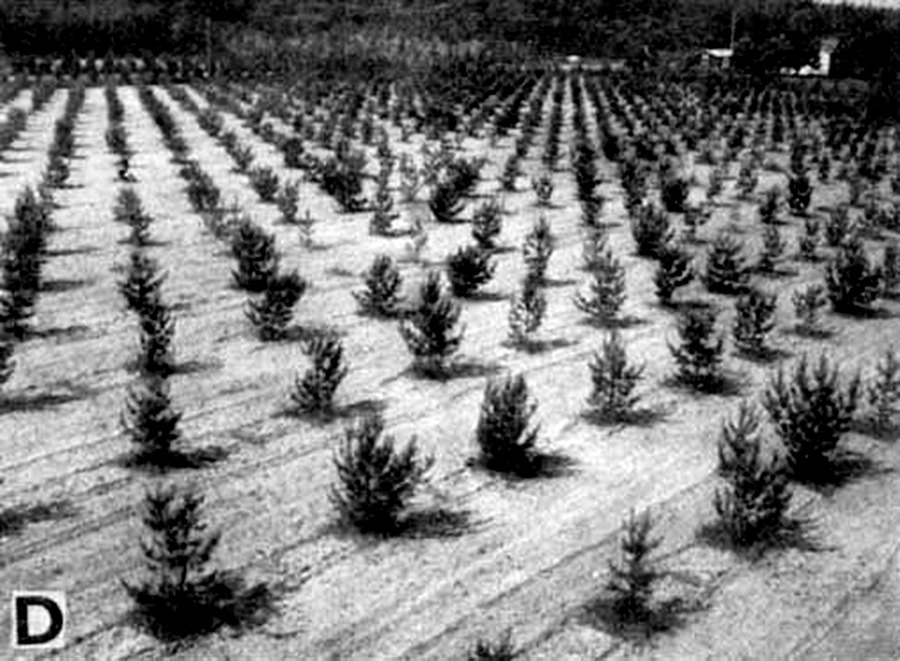 links/Vue++_++dun++_++verger++_++clonal++_++a++_++graines++_++de++_++pinus++_++sylvestris++_++en++_++suede++_++nouvellement++_++installe++_++sur++_++une++_++etendue++_++de++_++25++_++hectares++_++revue++_++Unasylva++_++1964